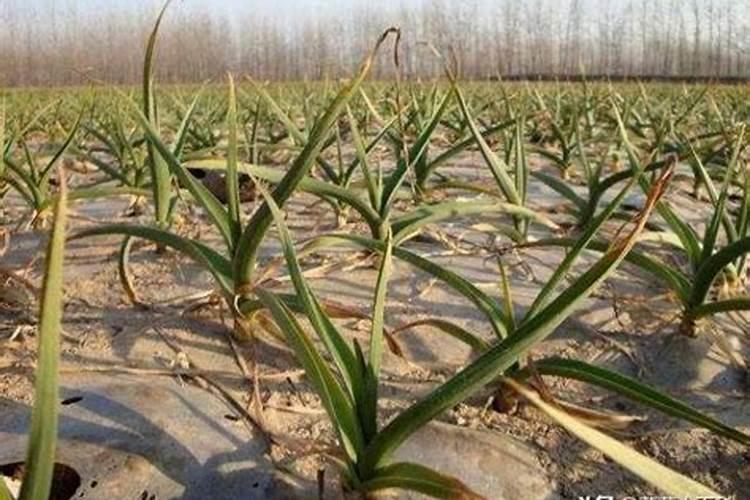 大蒜施什么肥料好？什么时候用肥比较好？用什么化肥好？