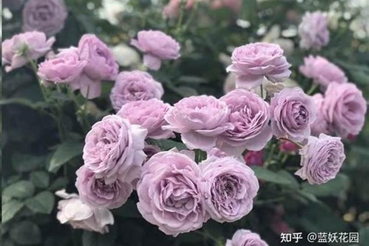 月季施肥后嫩叶卷曲,干枯是什么原因