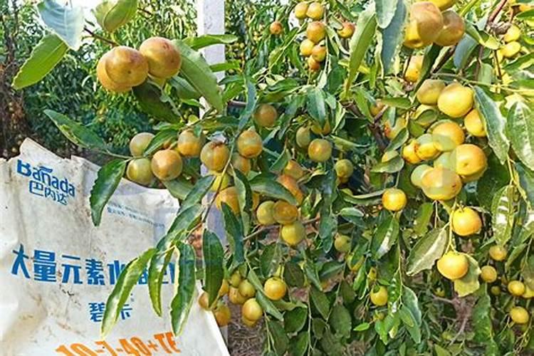 盆栽橘子用什么肥 盆栽橘子用的肥料是什么