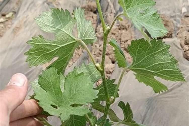 第一年新种的葡萄苗该施什么肥料