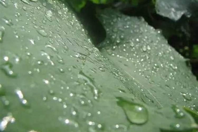 氨基酸叶面肥对药害有帮助吗