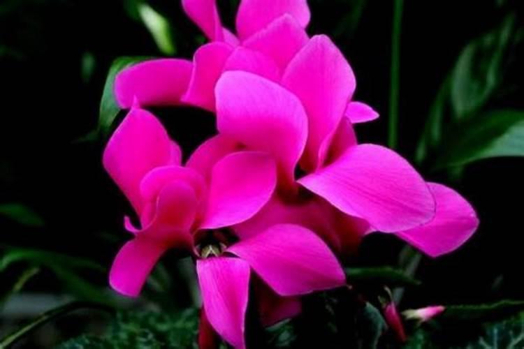 仙客来花期怎么施肥