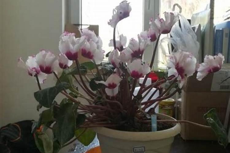 仙客来花期怎么施肥