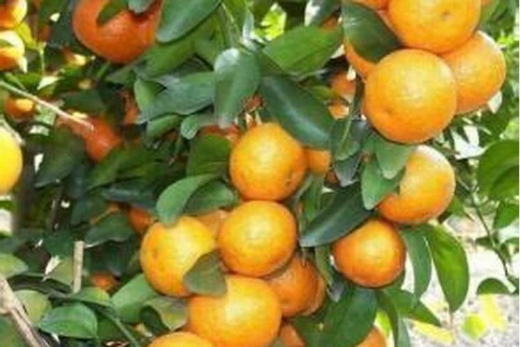 沙糖桔6月份施什么肥