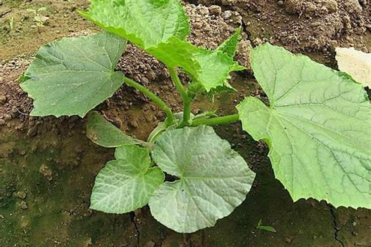 黄瓜生根最好的肥料 黄瓜生根最好的肥料介绍