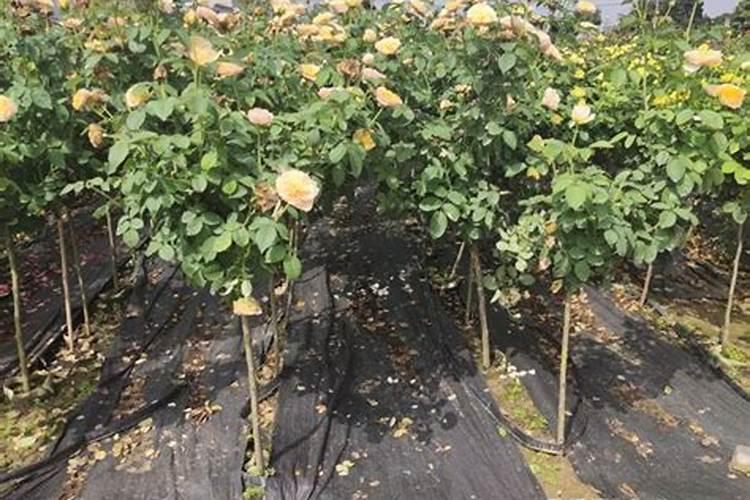 月季叶子发黄一碰就掉要施什么肥(叶子上有黄点怎么救)