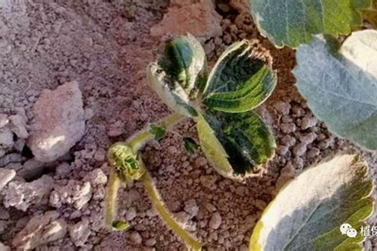 钙镁磷肥的作用及功能(钙镁磷肥怎么施用效果好)