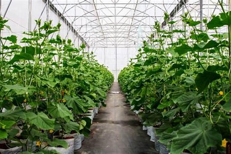 黄瓜保花保果用哪种水溶肥效果好？黄瓜结果期需要用什么肥料？