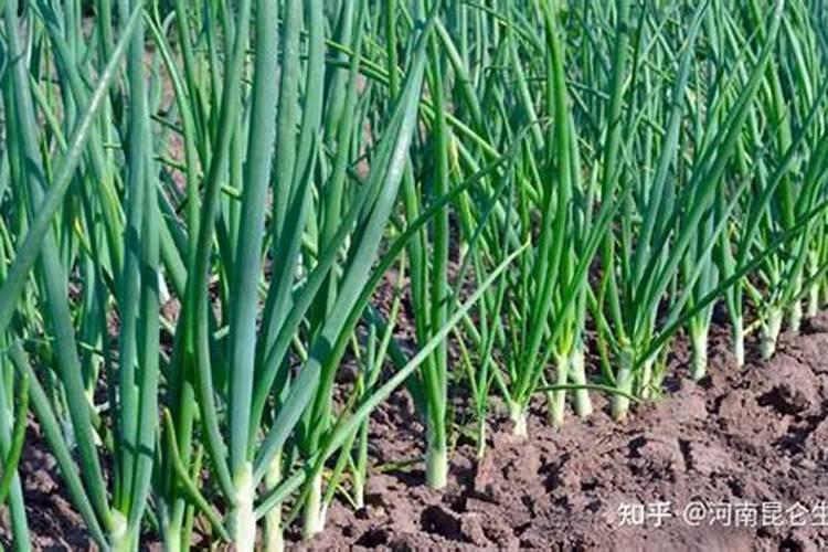 大葱用哪种水溶肥长势好？大葱专用增产叶面肥料？
