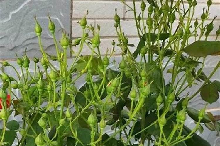 蓬莱松叶子发黄怎么办