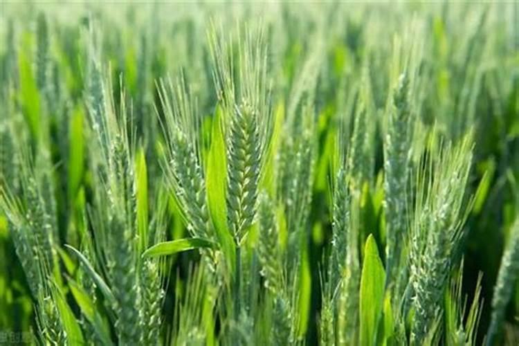 磷肥有哪些？磷肥作用是什么？