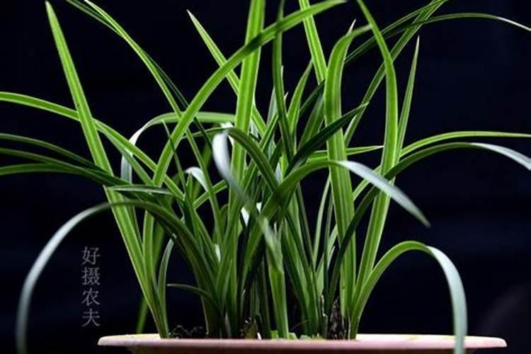 黄豆可以当兰花的肥料