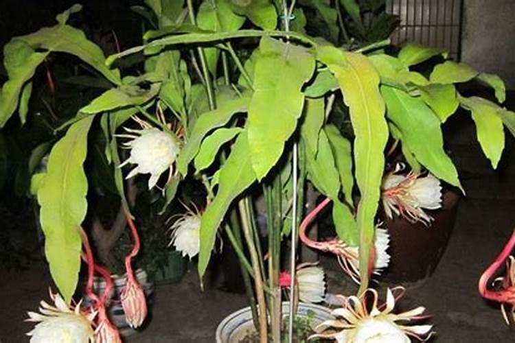 昙花怎么养才能开花 需要注意哪些问题