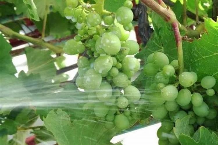 葡萄膨果用什么肥料好？葡萄膨大素哪个品牌的好？