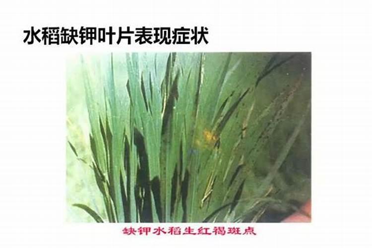 如何从香蕉叶片判断香蕉树是否缺肥？