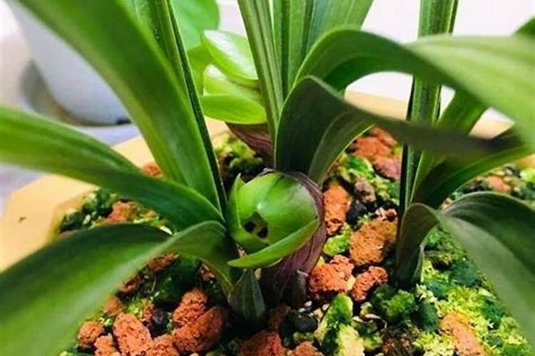 兰花发苗生长期需要补充那种肥料