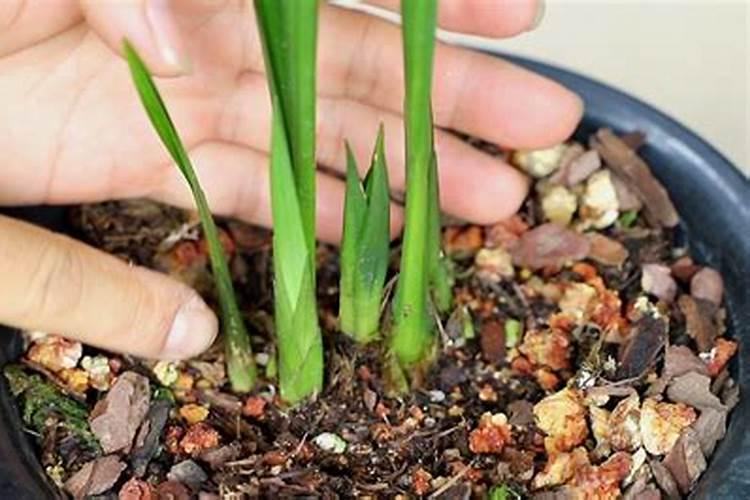 怎么给兰花施肥