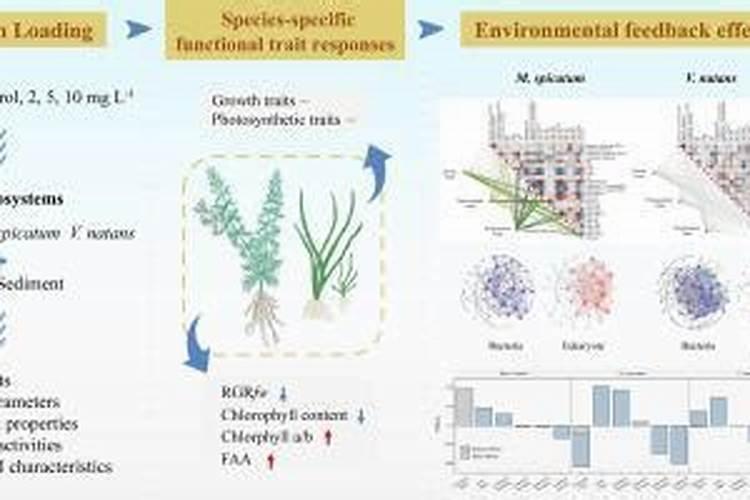 花菜施什么肥最好