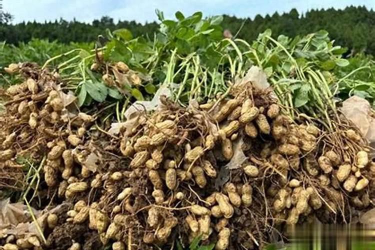 种植黄豆需要录化钾还是硫酸钾