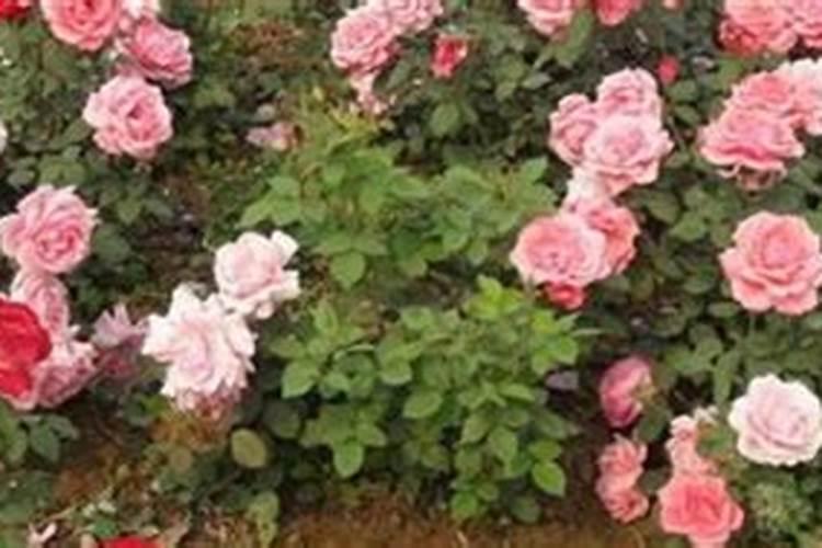 花刚种下去可以施肥吗