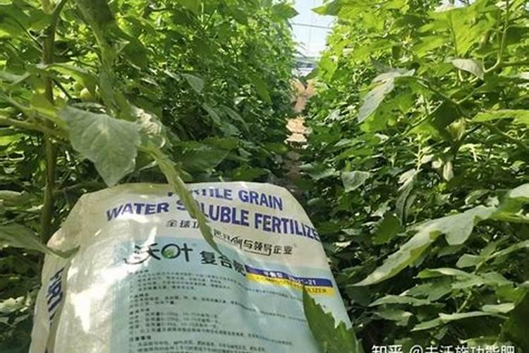 水溶肥的正确使用方法 水溶肥的使用方法