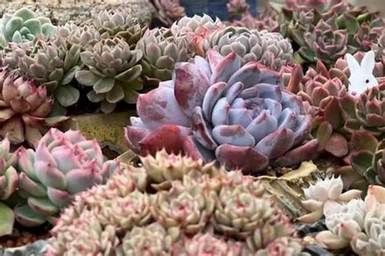 多肉要上什么肥料