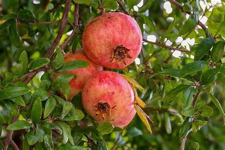 石榴树如何施肥 不同季节石榴树施肥的方法