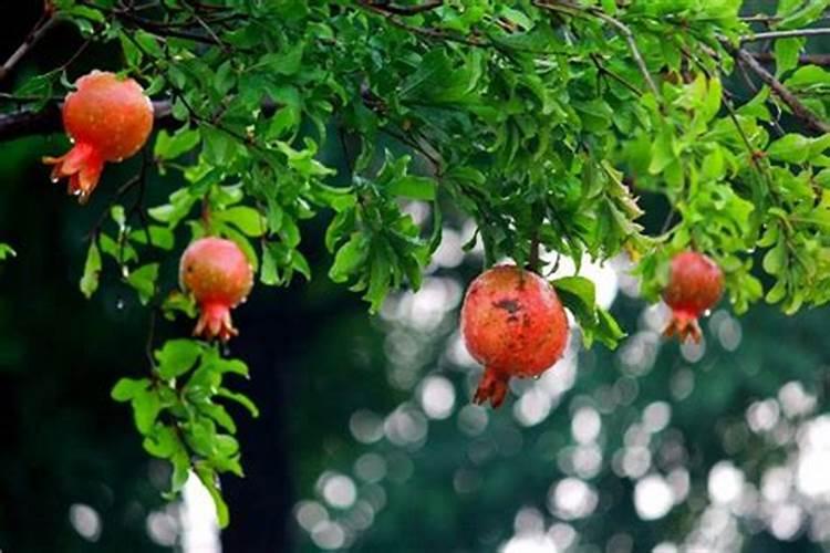 石榴树在哪些时期可以开始追肥？