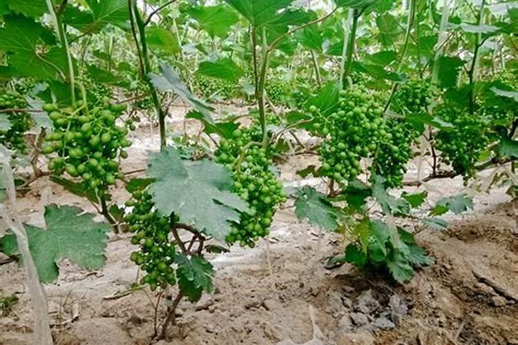 葡萄树用什么肥料长得快 葡萄树如何施肥