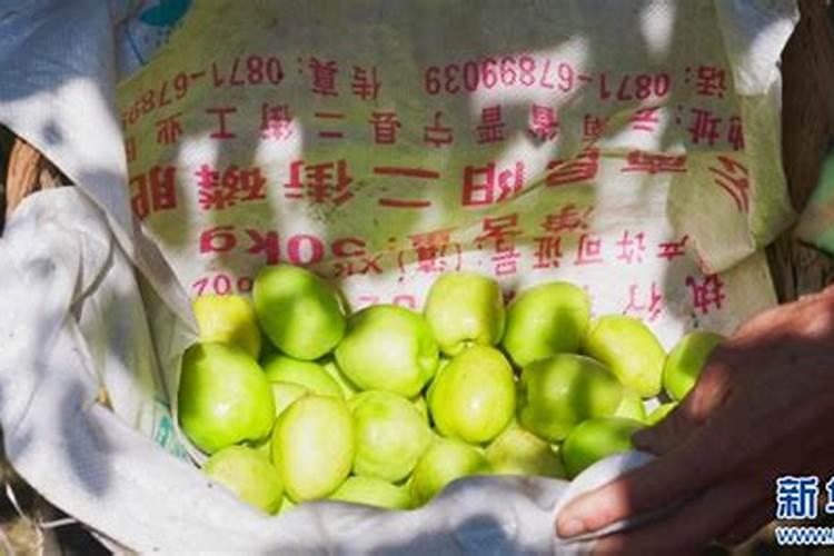 青枣高产施肥技巧 青枣应该怎么施肥