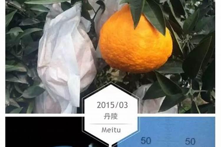 种柑橘用什么肥料最好