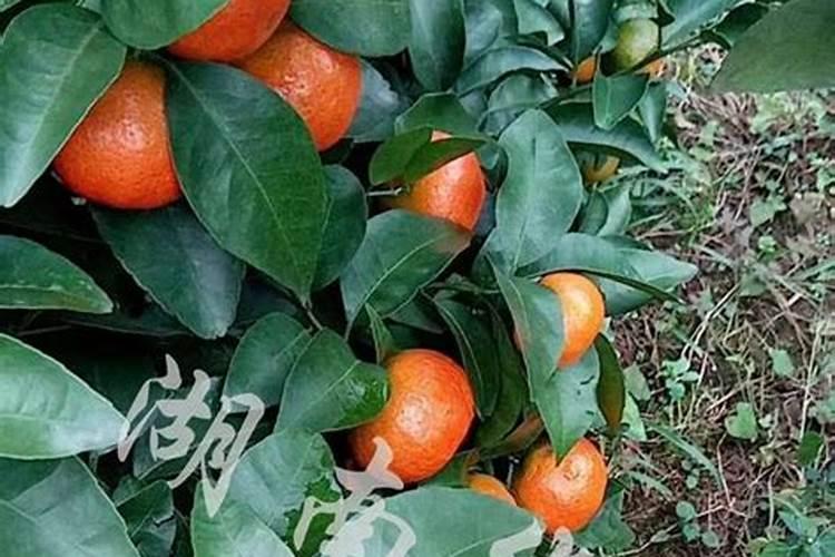 柑橘挂果期追施什么肥料好？柑橘座果期专用增产叶面肥料？