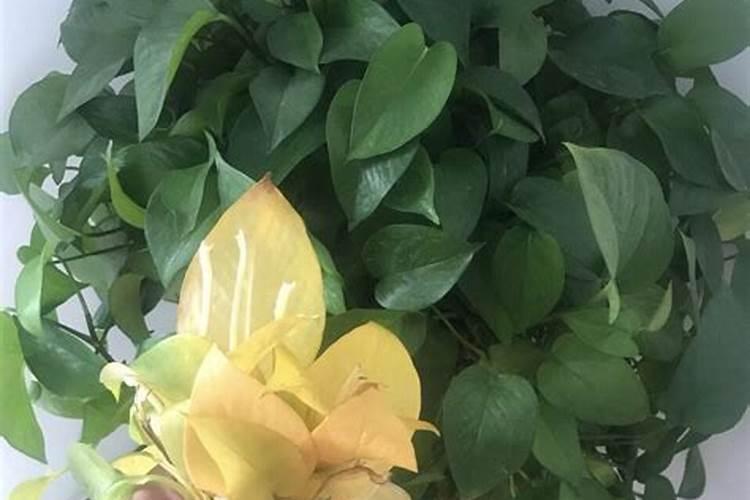 绿萝施肥多了怎么办？