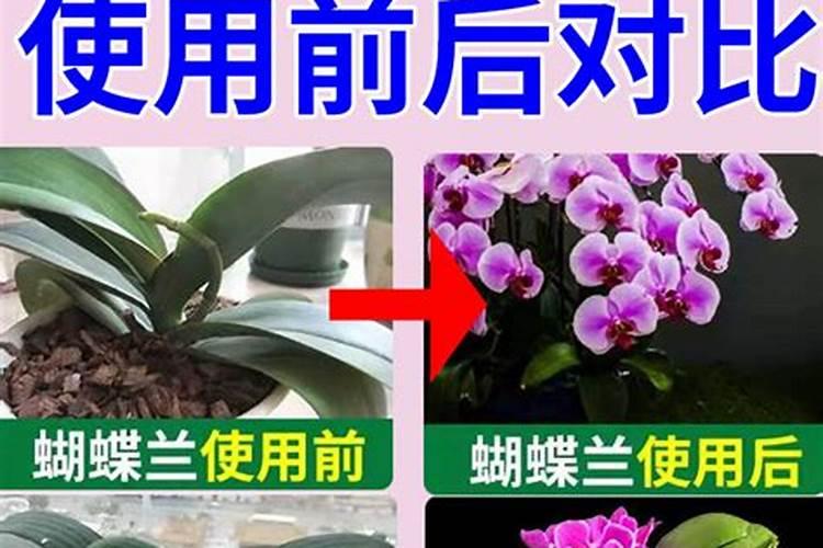 蝴蝶兰施什么肥？