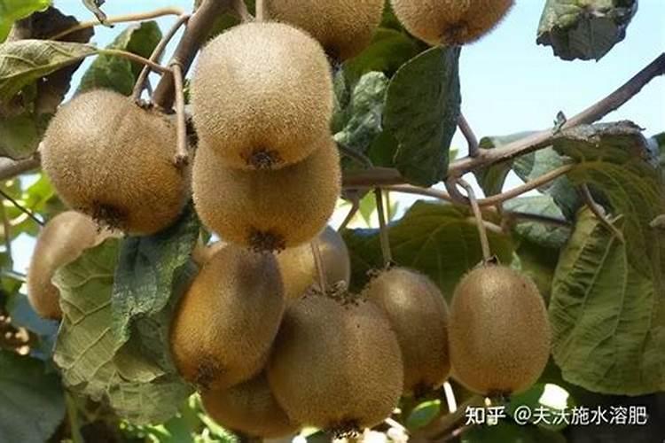 有菜的菜地土壤板结怎么办