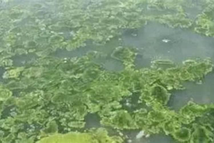 辨别水溶肥优劣的方法!不看准后悔!