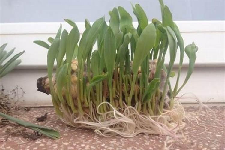 玉米渣可以做肥料吗