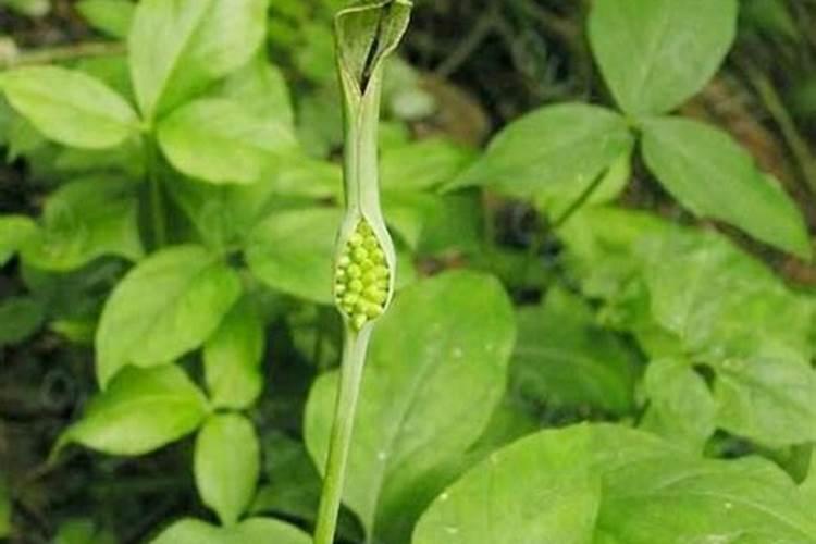 高氯中氯低氯指的是什么意思在复合肥中