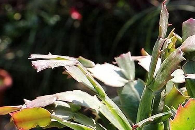 七叶莲的养殖方法