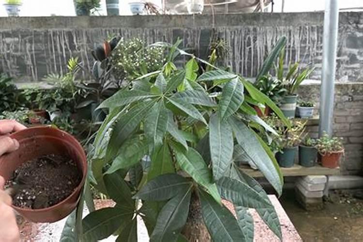 七叶莲的养殖方法和注意事项