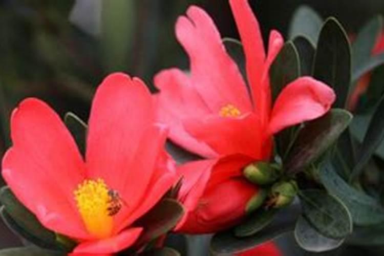 玉米受粉期下雨好吗几天授粉结束