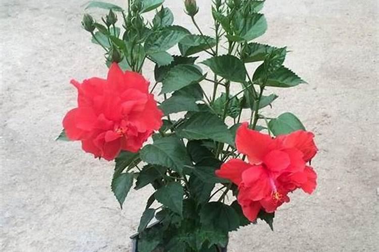 朱槿怎么养才能旺盛 朱槿如何养才能旺盛