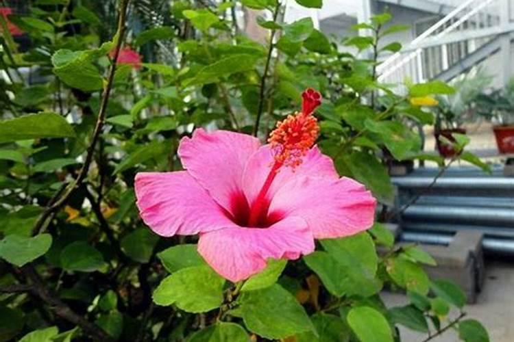 朱槿的养殖方法和注意事项 打顶