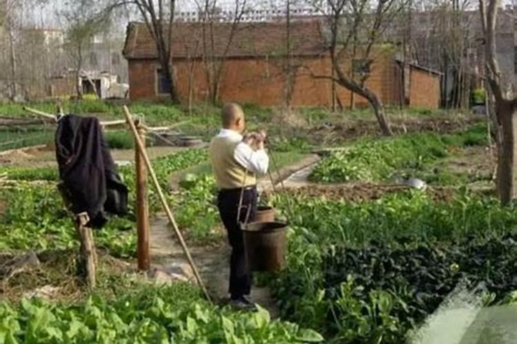 种蔬菜农家肥多久施一次？