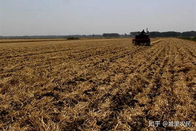 玉米秸秆还田地播种小麦还用上钾肥吗