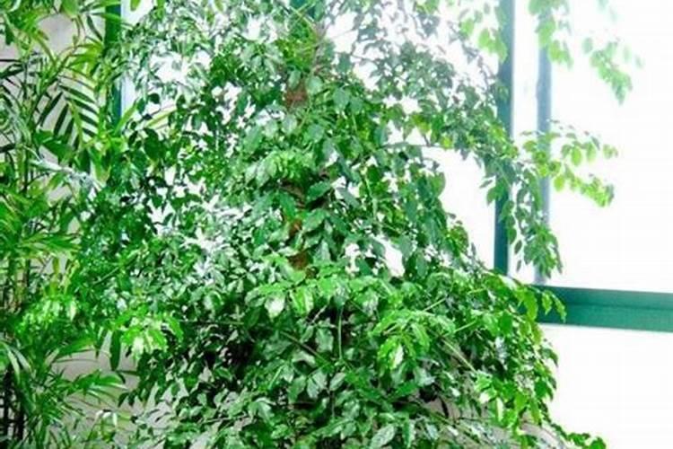 提根幸福树的养殖方法