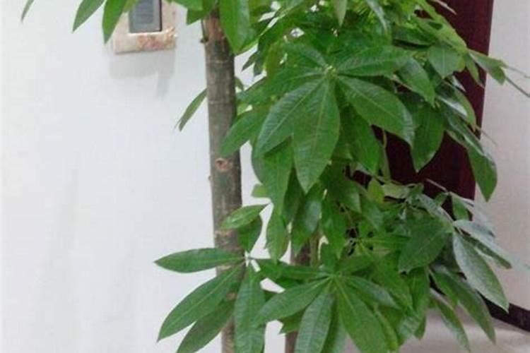 招财树适合哪些肥料