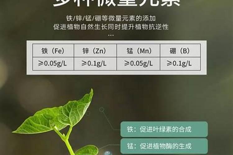 茉莉花花后施肥有哪些注意事项