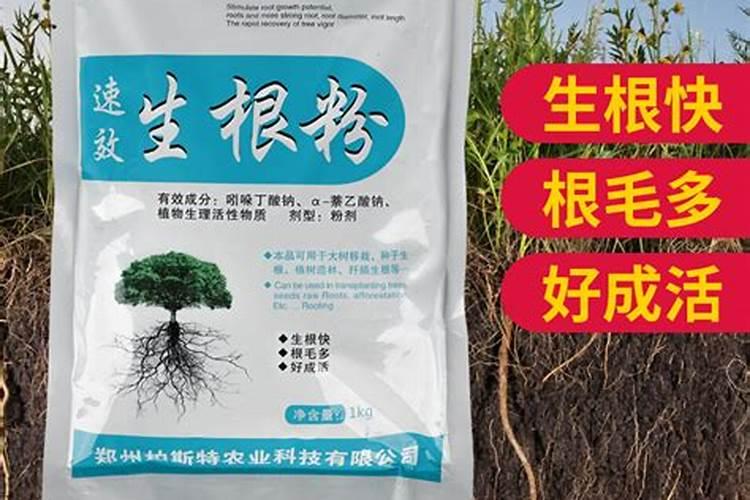 生根用什么肥