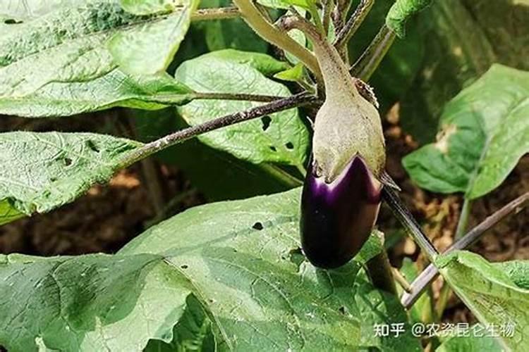 茄子如何进行叶面施肥？